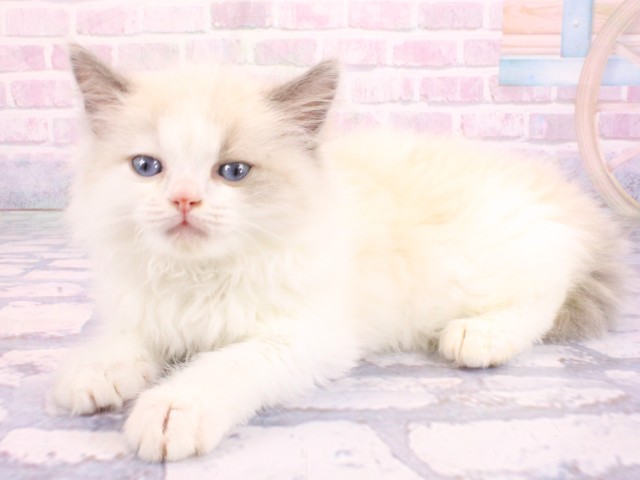 大阪府のラグドール (Coo&RIKU天王寺店/2026年2月12日生まれ/女の子/ブルーポイントバイカラー)の子猫の3枚目の画像