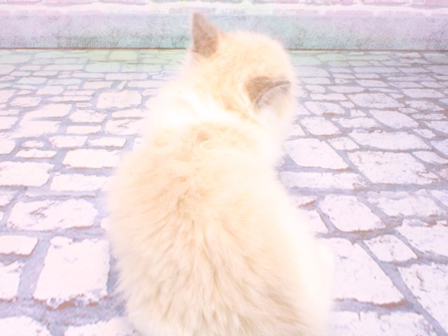 大阪府のラグドール (Coo&RIKU天王寺店/2026年2月12日生まれ/女の子/ブルーポイントバイカラー)の子猫の4枚目の画像