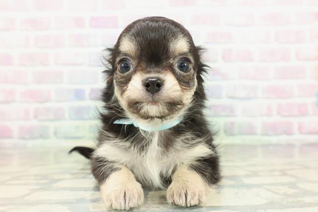 福島県のチワワ(ロング) (Coo&RIKU福島店/2026年2月17日生まれ/男の子/ブラックタンホワイト)の子犬