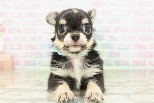 チワワ（ロングコート）