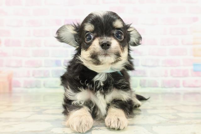 長野県のチワワ(ロング) (Coo&RIKU長野店/2026年2月17日生まれ/男の子/ブラックタンホワイト)の子犬