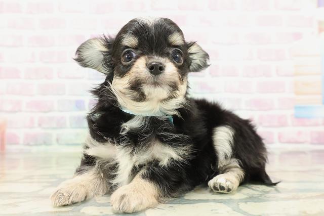 長野県のチワワ(ロング) (Coo&RIKU長野店/2026年2月17日生まれ/男の子/ブラックタンホワイト)の子犬の2枚目の画像