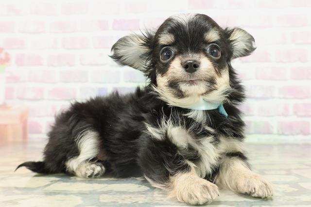 長野県のチワワ(ロング) (Coo&RIKU長野店/2026年2月17日生まれ/男の子/ブラックタンホワイト)の子犬の3枚目の画像