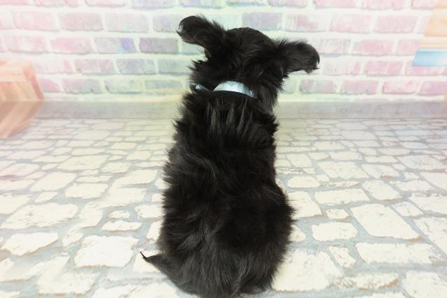 長野県のチワワ(ロング) (Coo&RIKU長野店/2026年2月17日生まれ/男の子/ブラックタンホワイト)の子犬の4枚目の画像