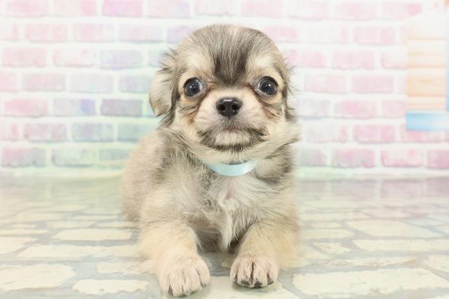 チワワ（ロングコート）