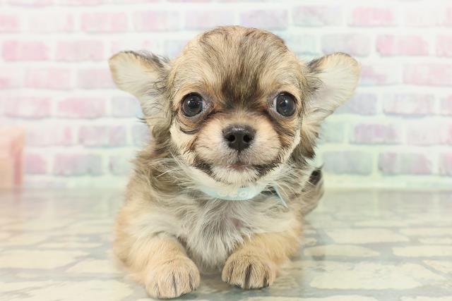 北海道のチワワ(ロング) (Coo&RIKU札幌東店/2026年2月17日生まれ/男の子/フォーンホワイト)の子犬