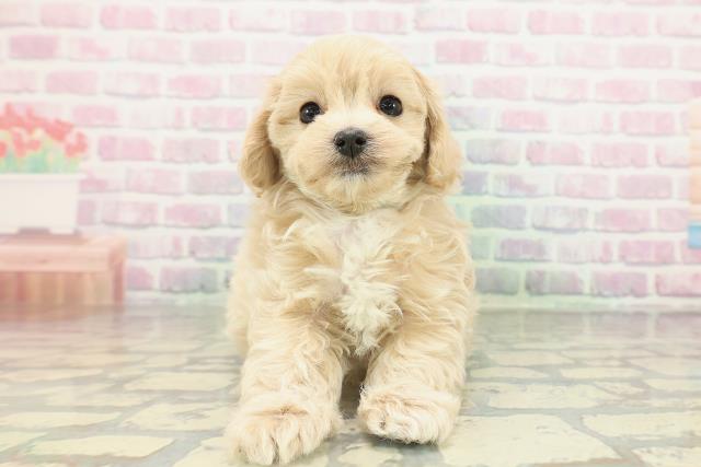 石川県のマルプー(マルチーズ×プードル) (Coo&RIKU金沢店/2026年2月14日生まれ/男の子/アプリコット)の子犬の1枚目の画像