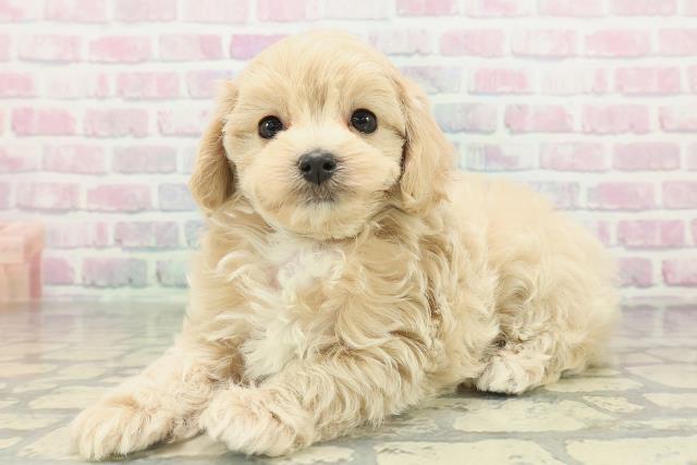 石川県のマルプー(マルチーズ×プードル) (Coo&RIKU金沢店/2026年2月14日生まれ/男の子/アプリコット)の子犬の2枚目の画像