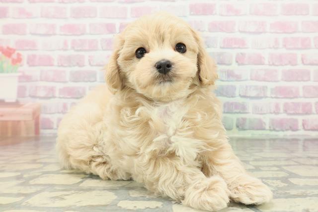 石川県のマルプー(マルチーズ×プードル) (Coo&RIKU金沢店/2026年2月14日生まれ/男の子/アプリコット)の子犬の3枚目の画像