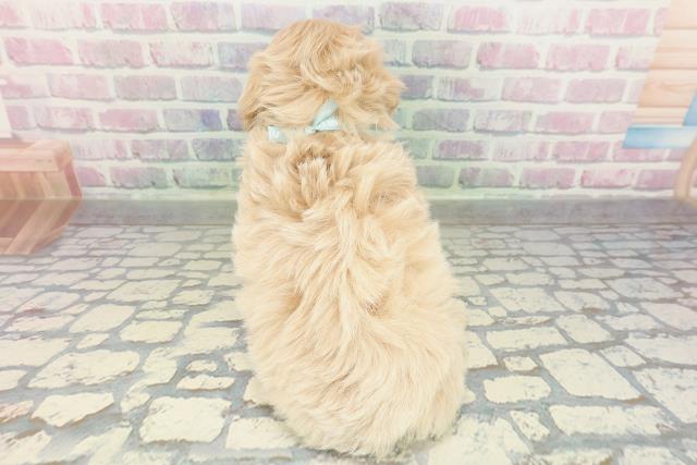 石川県のマルプー(マルチーズ×プードル) (Coo&RIKU金沢店/2026年2月14日生まれ/男の子/アプリコット)の子犬の4枚目の画像