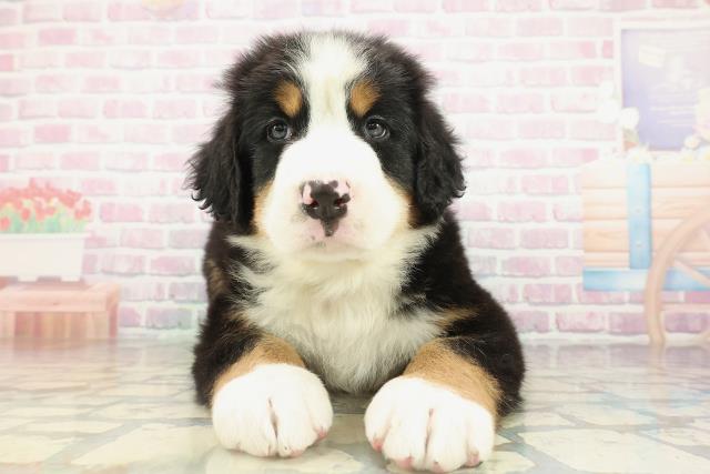 バーニーズマウンテンドッグ