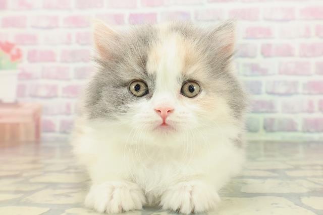 福島県のスコティッシュフォールド (Coo&RIKUいわき店/2026年2月17日生まれ/女の子/ダイリュートキャリコ)の子猫の1枚目の画像