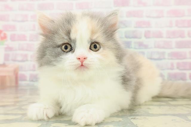 福島県のスコティッシュフォールド (Coo&RIKUいわき店/2026年2月17日生まれ/女の子/ダイリュートキャリコ)の子猫の2枚目の画像