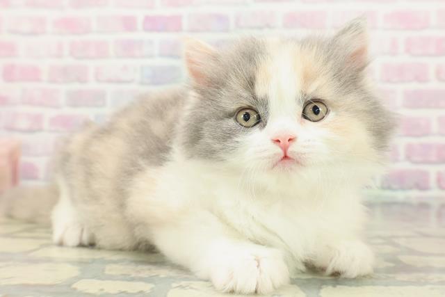 福島県のスコティッシュフォールド (Coo&RIKUいわき店/2026年2月17日生まれ/女の子/ダイリュートキャリコ)の子猫の3枚目の画像