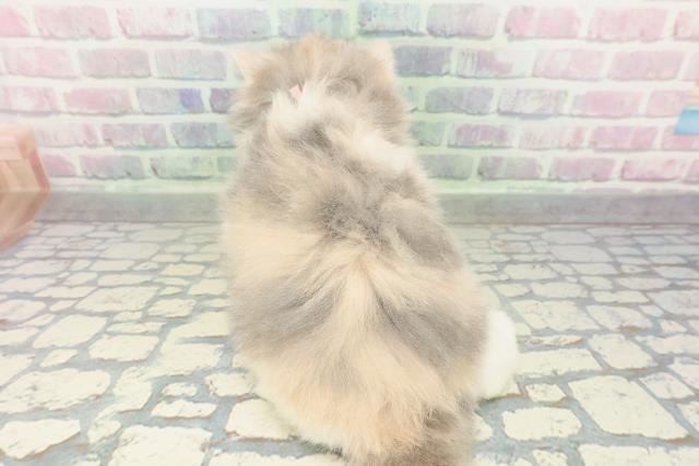 福島県のスコティッシュフォールド (Coo&RIKUいわき店/2026年2月17日生まれ/女の子/ダイリュートキャリコ)の子猫の4枚目の画像