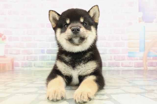 群馬県の柴犬(標準サイズ) (Coo&RIKU前橋店/2026年2月17日生まれ/男の子/黒)の子犬