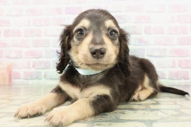 神奈川県のミニチュアダックスフンド(ロング) (Coo&RIKU長津田店/2026年2月17日生まれ/男の子/ブラックイエロー)の子犬の2枚目の画像