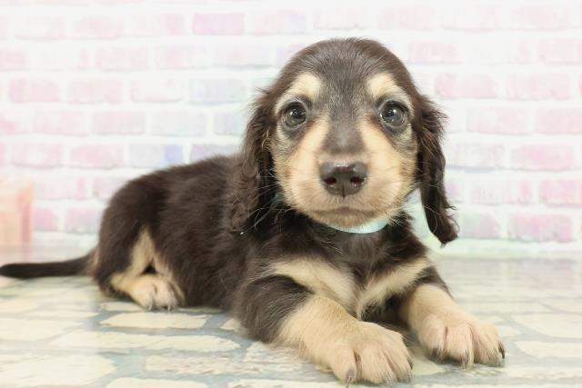 神奈川県のミニチュアダックスフンド(ロング) (Coo&RIKU長津田店/2026年2月17日生まれ/男の子/ブラックイエロー)の子犬の3枚目の画像