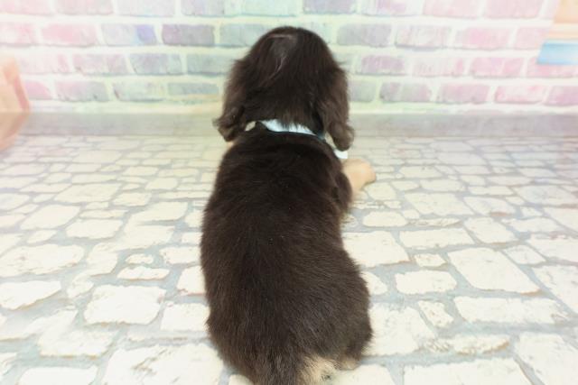 神奈川県のミニチュアダックスフンド(ロング) (Coo&RIKU長津田店/2026年2月17日生まれ/男の子/ブラックイエロー)の子犬の4枚目の画像