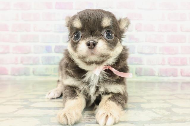 栃木県のチワワ(ロング) (Coo&RIKUFKDインターパーク店/2026年2月15日生まれ/女の子/ブルータン＆クリーム)の子犬の1枚目の画像