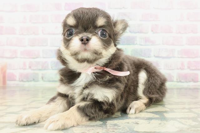 栃木県のチワワ(ロング) (Coo&RIKUFKDインターパーク店/2026年2月15日生まれ/女の子/ブルータン＆クリーム)の子犬の2枚目の画像