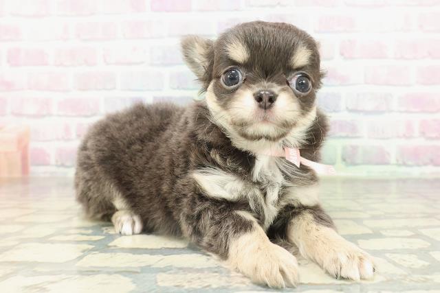 栃木県のチワワ(ロング) (Coo&RIKUFKDインターパーク店/2026年2月15日生まれ/女の子/ブルータン＆クリーム)の子犬の3枚目の画像