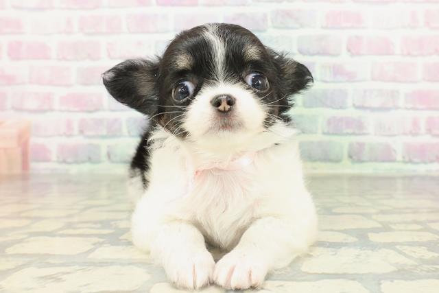 埼玉県のチワワ(ロング) (Coo&RIKU川越店/2026年2月15日生まれ/女の子/ブラックタンホワイト)の子犬の1枚目の画像