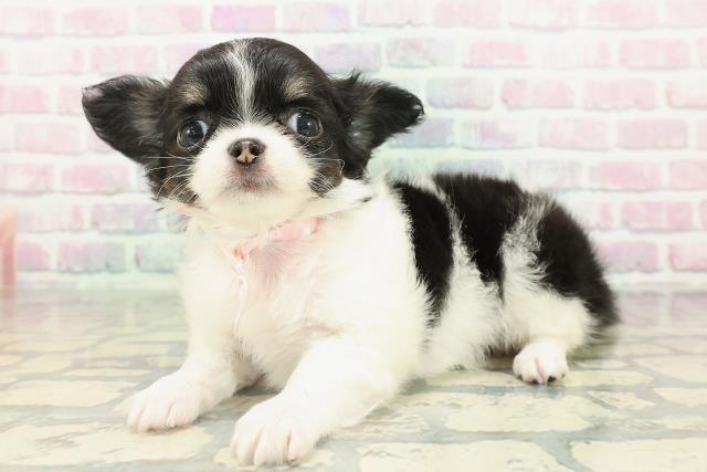 埼玉県のチワワ(ロング) (Coo&RIKU川越店/2026年2月15日生まれ/女の子/ブラックタンホワイト)の子犬の2枚目の画像