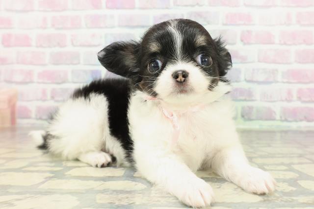 埼玉県のチワワ(ロング) (Coo&RIKU川越店/2026年2月15日生まれ/女の子/ブラックタンホワイト)の子犬の3枚目の画像