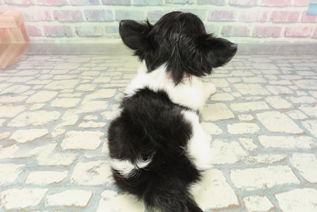 埼玉県のチワワ(ロング) (Coo&RIKU川越店/2026年2月15日生まれ/女の子/ブラックタンホワイト)の子犬の4枚目の画像