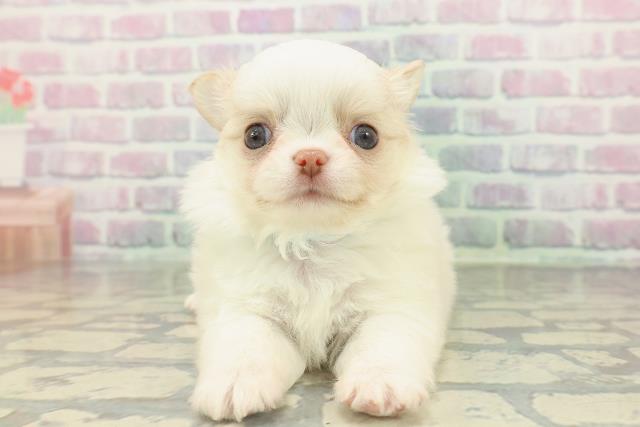 北海道のチワワ(ロング) (Coo&RIKU函館店/2026年2月16日生まれ/男の子/ホワイトクリーム)の子犬