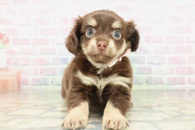 東京都のチワックス(チワワ×ダックス) (Coo&RIKU中野サンモール店/2026年2月17日生まれ/女の子/チョコレートタンホワイト)の子犬の1枚目の画像