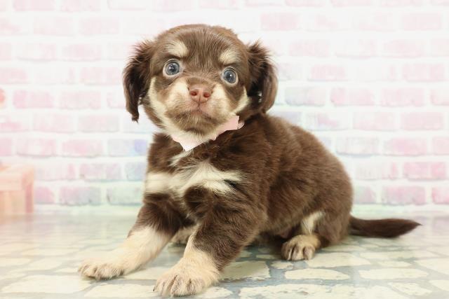 東京都のチワックス(チワワ×ダックス) (Coo&RIKU中野サンモール店/2026年2月17日生まれ/女の子/チョコレートタンホワイト)の子犬の2枚目の画像