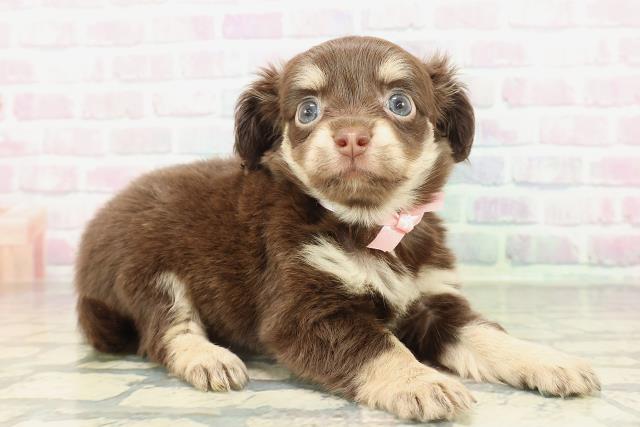 東京都のチワックス(チワワ×ダックス) (Coo&RIKU中野サンモール店/2026年2月17日生まれ/女の子/チョコレートタンホワイト)の子犬の3枚目の画像