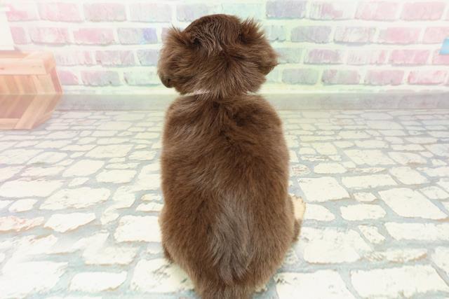 東京都のチワックス(チワワ×ダックス) (Coo&RIKU中野サンモール店/2026年2月17日生まれ/女の子/チョコレートタンホワイト)の子犬の4枚目の画像