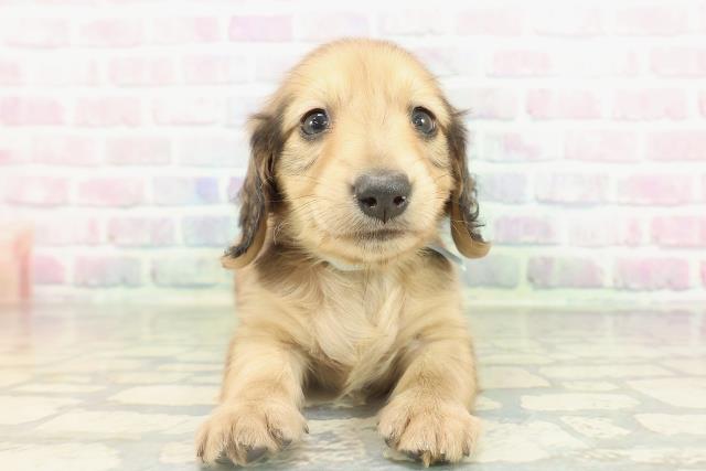 愛媛県のミニチュアダックスフンド(ロング) (Coo&RIKU愛媛松山店/2026年2月15日生まれ/男の子/シェーデットイエロー)の子犬の1枚目の画像