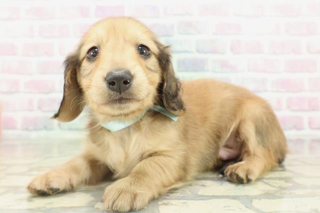 愛媛県のミニチュアダックスフンド(ロング) (Coo&RIKU愛媛松山店/2026年2月15日生まれ/男の子/シェーデットイエロー)の子犬の2枚目の画像