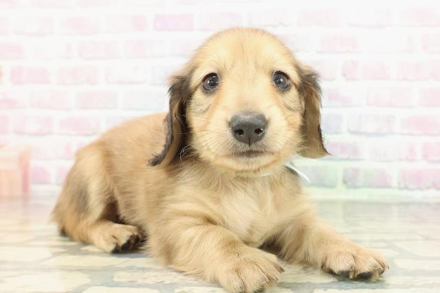 愛媛県のミニチュアダックスフンド(ロング) (Coo&RIKU愛媛松山店/2026年2月15日生まれ/男の子/シェーデットイエロー)の子犬の3枚目の画像