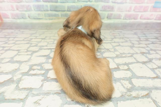 愛媛県のミニチュアダックスフンド(ロング) (Coo&RIKU愛媛松山店/2026年2月15日生まれ/男の子/シェーデットイエロー)の子犬の4枚目の画像