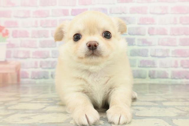 北海道のチワワ(ロング) (Coo&RIKU帯広店/2026年2月15日生まれ/男の子/クリーム)の子犬