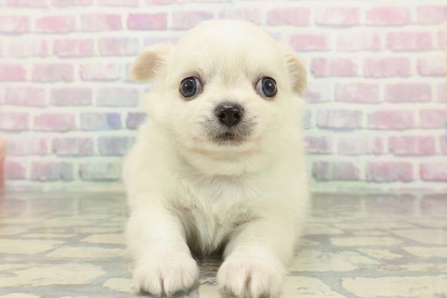 チワワ（ロングコート）