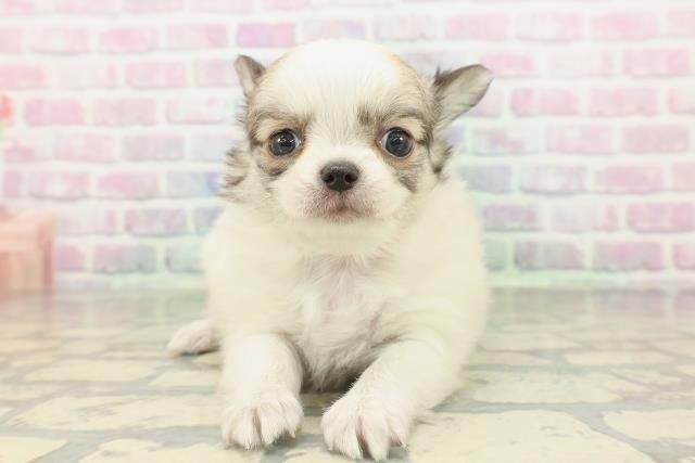 沖縄県のチワワ(ロング) (Coo&RIKUイーアス沖縄豊崎店/2026年2月15日生まれ/女の子/パーティーカラー)の子犬