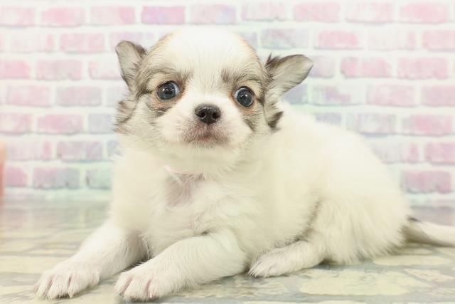 沖縄県のチワワ(ロング) (Coo&RIKUイーアス沖縄豊崎店/2026年2月15日生まれ/女の子/パーティーカラー)の子犬の2枚目の画像