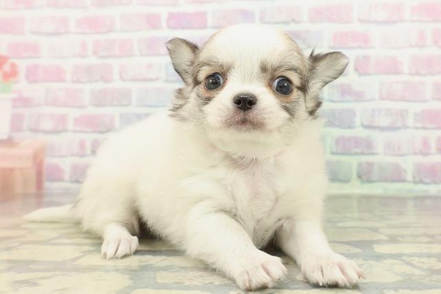 沖縄県のチワワ(ロング) (Coo&RIKUイーアス沖縄豊崎店/2026年2月15日生まれ/女の子/パーティーカラー)の子犬の3枚目の画像