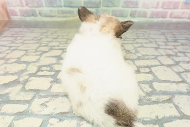 沖縄県のチワワ(ロング) (Coo&RIKUイーアス沖縄豊崎店/2026年2月15日生まれ/女の子/パーティーカラー)の子犬の4枚目の画像