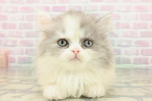 埼玉県のミヌエット (Coo&RIKU大宮店/2026年2月17日生まれ/女の子/ダイリュートキャリコ)の子猫の1枚目の画像