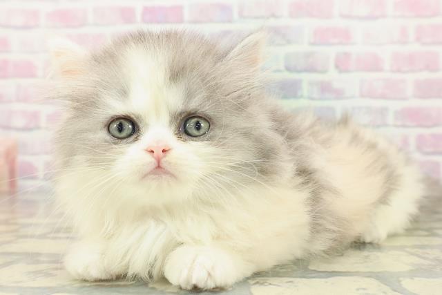 埼玉県のミヌエット (Coo&RIKU大宮店/2026年2月17日生まれ/女の子/ダイリュートキャリコ)の子猫の2枚目の画像