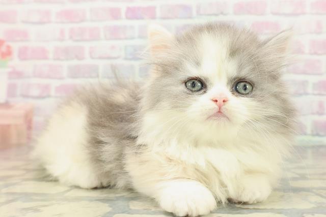 埼玉県のミヌエット (Coo&RIKU大宮店/2026年2月17日生まれ/女の子/ダイリュートキャリコ)の子猫の3枚目の画像