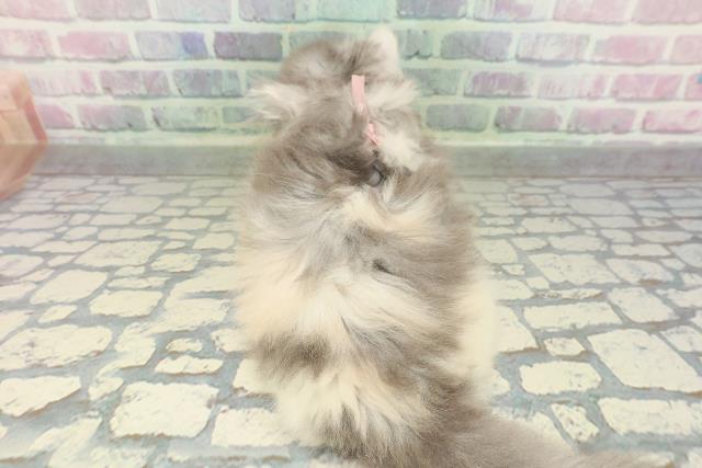 埼玉県のミヌエット (Coo&RIKU大宮店/2026年2月17日生まれ/女の子/ダイリュートキャリコ)の子猫の4枚目の画像