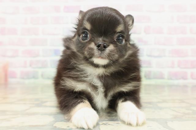 東京都のチワワ(ロング) (Coo&RIKU阿佐ヶ谷店/2026年2月16日生まれ/女の子/ブラックタンホワイト)の子犬の1枚目の画像